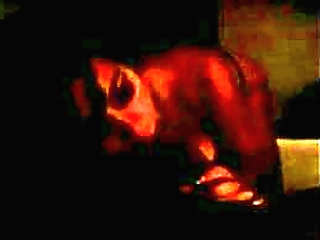 tall and sexy brunette aline diniz sewing her boyfriends ripped ass